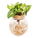 Syngonium Pixie in Bolglas - Ø12cm - ↕30cm