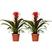 Guzmania Hope - 2 stuks - Ø12cm - ↕40cm