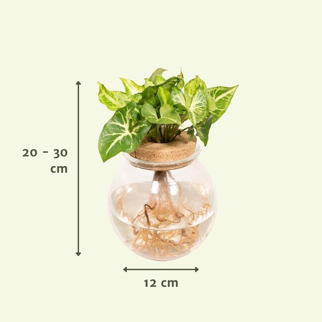 Syngonium Pixie in Bolglas - Ø12cm - ↕30cm