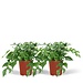 Monstera Minima - Gatenplant - 2 stuks - ø15cm - ↕25cm