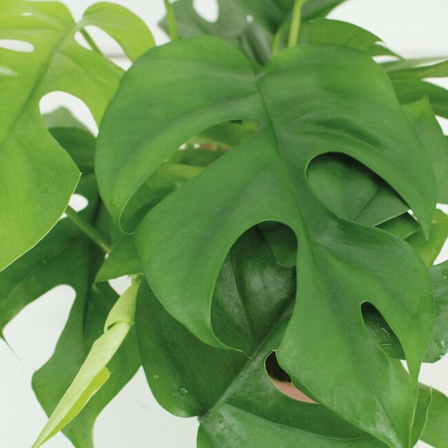 Monstera Minima - Gatenplant - 2 stuks - ø15cm - ↕25cm