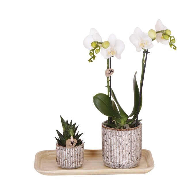 Kolibrie-orchideeën | Cadeauset Untamed Nature klein | Groene plant met witte Phalaenopsis orchidee Amabilis in Jaguar sierpotten op bamboeblad