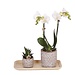 Kolibrie-orchideeën | Cadeauset Untamed Nature klein | Groene plant met witte Phalaenopsis orchidee Amabilis in Jaguar sierpotten op bamboeblad