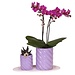 Kolibri Orchids | Gift set Optimism small lila | Groene plant met oranje Phalaenopsis orchidee in Candy sierpotten op wit organisch dienblad