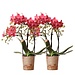Kolibri Orchids | COMBI DEAL van 2 rode Phalaenopsis orchideeën - Congo - potmaat Ø9cm  bloeiende kamerplant - vers van de kweker