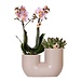 Kolibri Orchids | Set van roze orchidee Andorra en Succulent in Tube sierpot Sand - potmaat Ø9cm | bloeiende kamerplant - vers van de kweker
