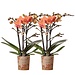 Kolibri Orchids | COMBI DEAL van 2 oranje Phalaenopsis orchideeën - Bolzano - potmaat Ø9cm  bloeiende kamerplant - vers van de kweker