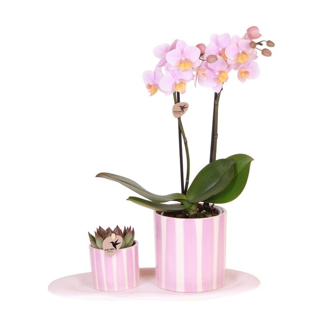 Kolibri Orchids | Set van roze orchidee Andorra en succulent in Painted Stripe sierpot op cloud plate - potmaat Ø9cm & Ø6cm | bloeiende kamerplant - vers van de kweker