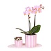 Kolibri Orchids | Set van roze orchidee Andorra en succulent in Painted Stripe sierpot op cloud plate - potmaat Ø9cm & Ø6cm | bloeiende kamerplant - vers van de kweker