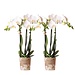 Kolibri Orchids | COMBI DEAL van 2 witte Phalaenopsis orchideeën - Amabilis - potmaat Ø9cm | bloeiende kamerplant - vers van de kweker