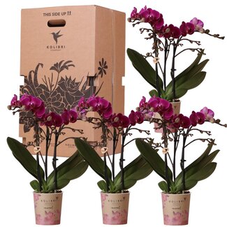 Kolibri Orchids - Surprise box eenkleurig - planten voordeel box - verrassingsbox met 4 verschillende orchideeën - vers van de kweker