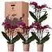 Kolibri Orchids - Surprise box eenkleurig - planten voordeel box - verrassingsbox met 4 verschillende orchideeën - vers van de kweker