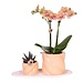 Kolibri Orchids | Gift set Optimism small peach | Groene plant met oranje Phalaenopsis orchidee in Candy sierpotten op wit organisch dienblad