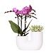 Kolibri Orchids | Set van roze orchidee Vienna en succulent in Tube sierpot wit - potmaat Ø9cm | bloeiende kamerplant - vers van de kweker