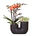 Kolibri Orchids | Set van oranje orchidee Bolzano en succulent in Tube sierpot black - potmaat Ø9cm | bloeiende kamerplant - vers van de kweker