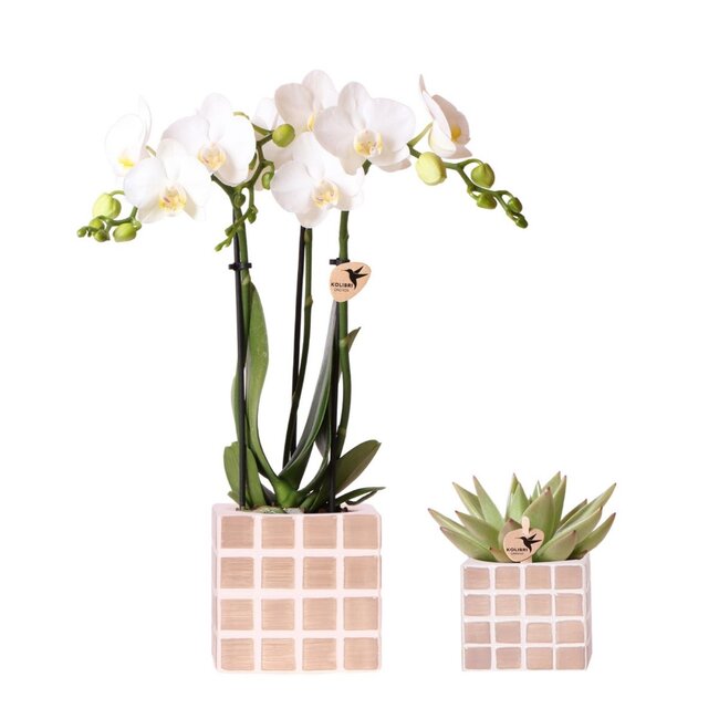 Kolibri Orchids | Set van witte orchidee Amabilis en succulent in Mosa sierpotten bruin - potmaat Ø9cm & Ø6cm | bloeiende kamerplant - vers van de kweker