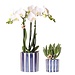 Kolibri Orchids | Set van witte Phalaenopsis orchidee Amabilis en Succulent Crassula Hobbit in Painted Stripe pot blauw - potmaat Ø9cm + Ø6cm | bloeiende kamerplant - vers van de kweker