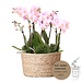 Kolibri Orchids | roze plantenset in Reed Basket incl. waterreservoir | drie roze orchideeën Andorra 9cm en drie groene planten | Jungle Bouquet roze met zelfvoorzienend waterreservoir