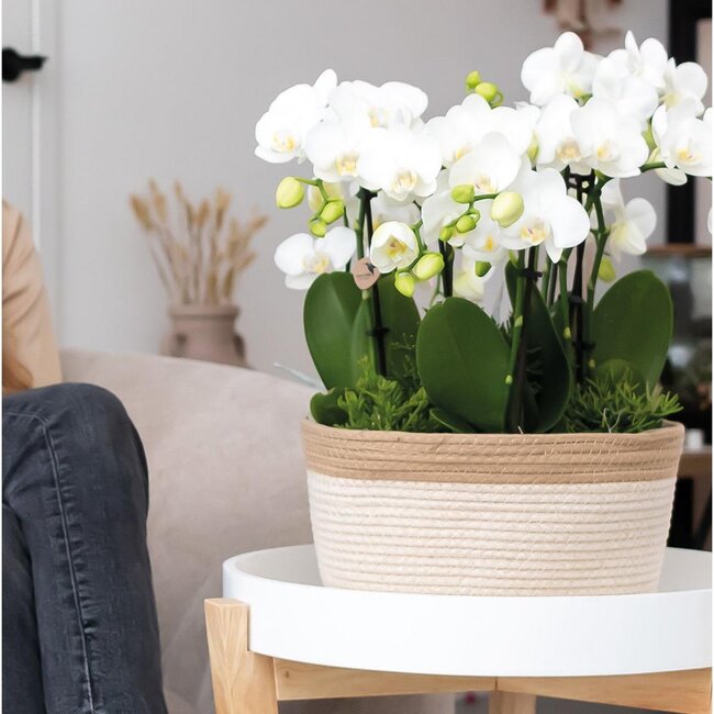 Kolibri Orchids | witte plantenset in Cotton Basket incl. waterreservoir | drie witte orchideeën Amabilis 9cm en drie groene planten | Jungle Bouquet wit met zelfvoorzienend waterreservoir