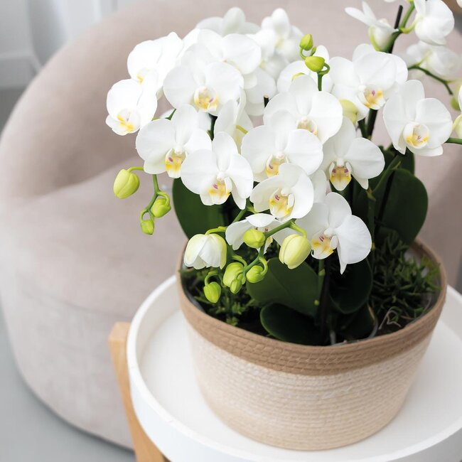 Kolibri Orchids | witte plantenset in Cotton Basket incl. waterreservoir | drie witte orchideeën Amabilis 9cm en drie groene planten | Jungle Bouquet wit met zelfvoorzienend waterreservoir