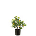 J-Line Citroenboom Pot Kunstmatig Groen Klein