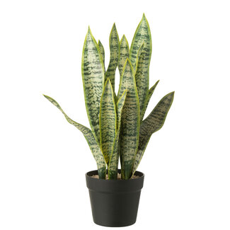 J-Line Dracaena Trifasciata In Kunstmatige Groene Pot Groot