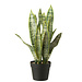 J-Line Dracaena Trifasciata In Kunstmatige Groene Pot Groot