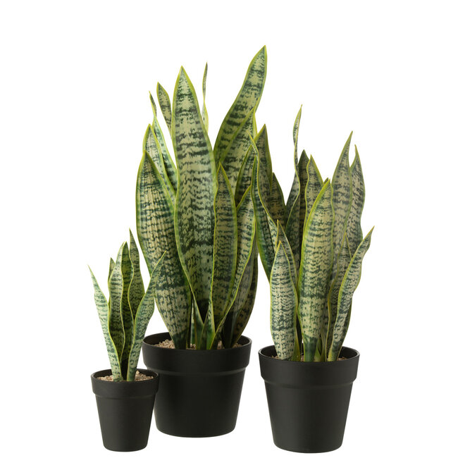 J-Line Dracaena Trifasciata In Kunstmatige Groene Pot Groot