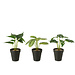 J-Line Planten in pot Kunstmatig Groen Assortiment van 3