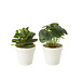J-Line Planten in pot Kunstmatig Groen Assortiment van 2