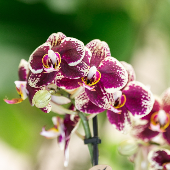 Kolibri Orchids | geel rode Phalaenopsis orchidee – Spain + Elite sierpot copper – potmaat Ø9cm | bloeiende kamerplant in bloempot - vers van de kweker