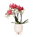 Kolibri Orchids | Rode Phalaenopsis orchidee – Congo + Gummy pot travertine – potmaat Ø9cm | bloeiende kamerplant in bloempot - vers van de kweker