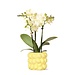 Kolibri Orchids | gele Phalaenopsis orchidee - Mexico + Citrus sierpot yellow - potmaat Ø9cm | bloeiende kamerplant - vers van de kweker