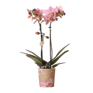Kolibri Orchids | oudroze Phalaenopsis orchidee - Jewel Treviso - potmaat Ø9cm | bloeiende kamerplant - vers van de kweker