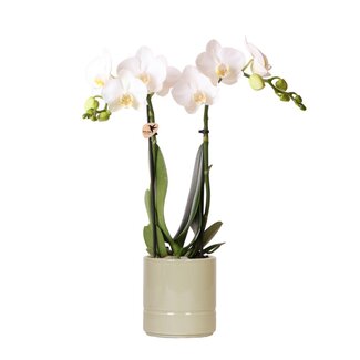 Kolibri Orchids | witte Phalaenopsis orchidee - Amabilis + Pastel pot green- potmaat Ø9cm | bloeiende kamerplant - vers van de kweker
