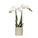 Kolibri Orchids | witte Phalaenopsis orchidee - Amabilis + Pastel pot green- potmaat Ø9cm | bloeiende kamerplant - vers van de kweker