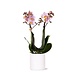 Kolibri Orchids | Roze phalaenopsis orchidee - Andorra + Pastel pot white - potmaat Ø9cm | bloeiende kamerplant - vers van de kweker