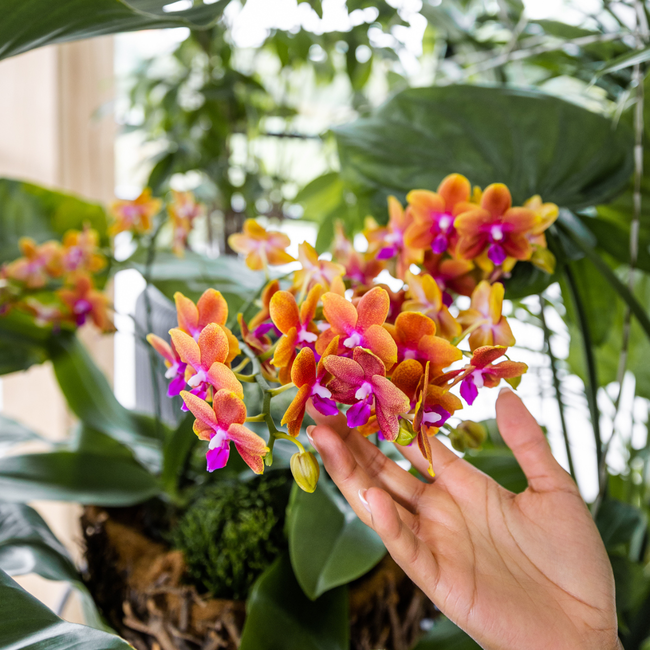 Kolibri Orchids | oranje geurende Phalaenopsis orchidee - Fragrance orange - potmaat Ø12cm | bloeiende kamerplant - vers van de kweker