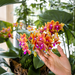 Kolibri Orchids | oranje geurende Phalaenopsis orchidee - Fragrance orange - potmaat Ø12cm | bloeiende kamerplant - vers van de kweker