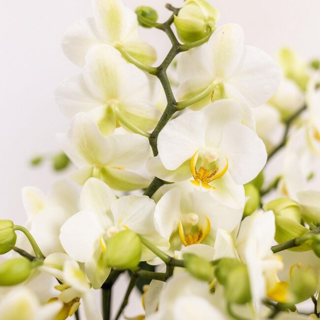 Kolibri Orchids | witte plantenset in Cotton Basket incl. waterreservoir | drie witte orchideeën Lausanne 9cm en drie groene planten | Jungle Bouquet wit met zelfvoorzienend waterreservoir