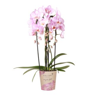 Kolibri Orchids | roze Phalaenopsis orchidee - Niagara Fall  - potmaat Ø12cm | bloeiende kamerplant - vers van de kweker