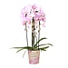 Kolibri Orchids | roze Phalaenopsis orchidee - Niagara Fall  - potmaat Ø12cm | bloeiende kamerplant - vers van de kweker