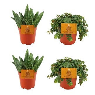 2x Aloe Paradisicum + 2x Sedum Tornado - 4 stuks - Ø10,5cm - ↕10cm