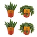2x Aloe Paradisicum + 2x Sedum Tornado - 4 stuks - Ø10,5cm - ↕10cm