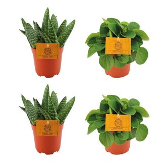 2x Aloe Paradisicum + 2x Peperomia Rana Verde - 4 stuks - Ø10,5cm - ↕10cm