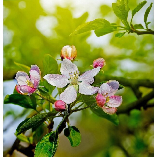 2Lif Julia Outdoor TextielPoster fotoprint 95x95cm