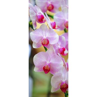 2Lif Banner Maaike 75 cm x 180 cm