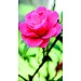 2Lif Desiree Outdoor TextielPoster fotoprint 95x170cm