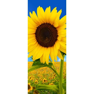 2Lif Banner Sunfield 75 cm x 180 cm