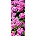 2Lif Banner Rianne 75 cm x 180 cm